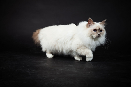 Birman katt isolerad p svart bakgrund. Studio skott