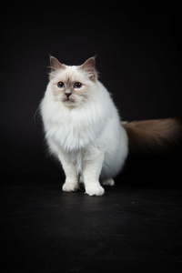 Birman katt isolerad p svart bakgrund. Studio skott