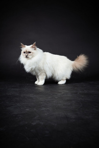 Birman katt isolerad p svart bakgrund. Studio skott