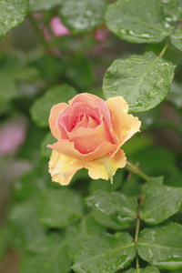 花园里的美丽玫瑰花