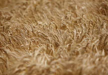 种植粮食的小麦外地农业自然草甸