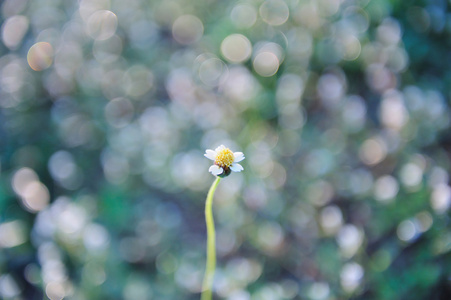 草丛中的小花