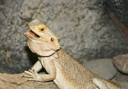 pogona，俗称胡子龙