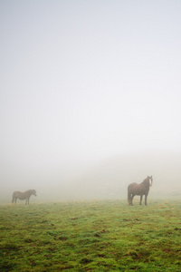 雾中的马