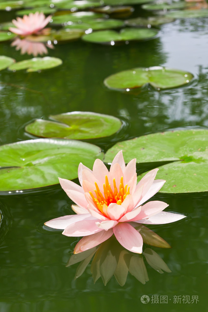 粉红睡莲的池塘