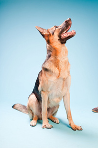 浅蓝色背景上孤立的德国谢泼德狗室画像
