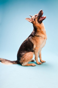 浅蓝色背景上孤立的德国谢泼德狗室画像