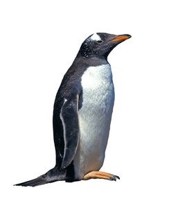 孤立的巴布亚企鹅