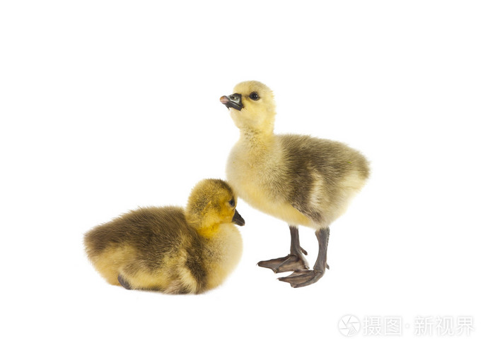 孤立的小雏鹅