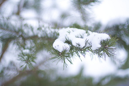 杉木树在雪中