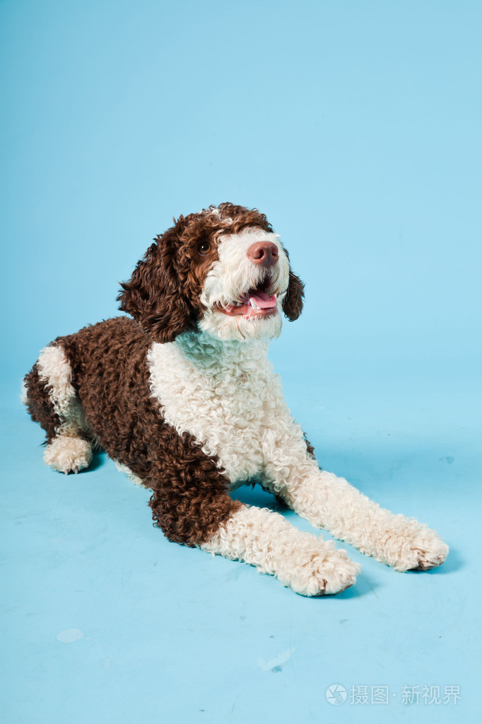 孤立在浅蓝色背景上的白色棕色西班牙 waterdog.perro de agua 村