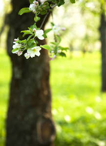 苹果树开花