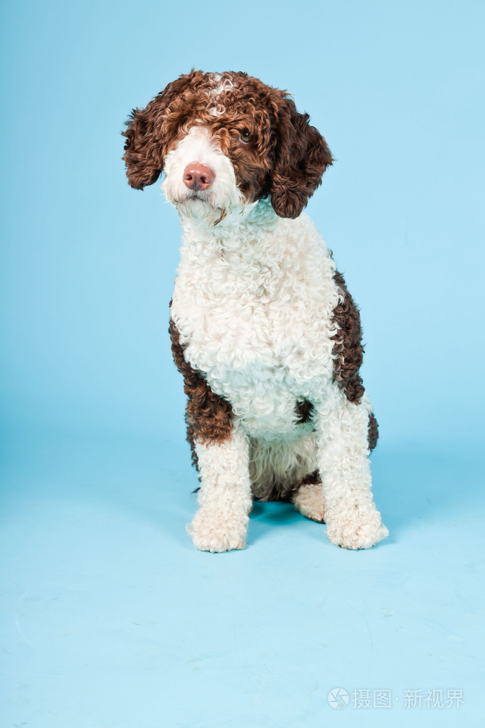 孤立在浅蓝色背景上的白色棕色西班牙 waterdog.perro de agua 村