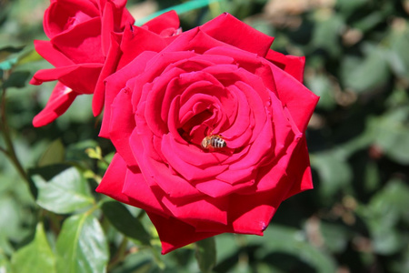 一只蜜蜂和一朵玫瑰