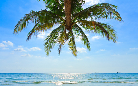 椰子树和蓝天