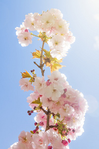 美丽的夏天桃花树