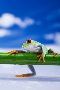 红眼睛的绿色树蛙