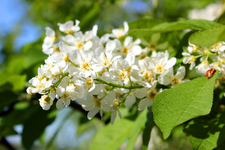 White flowers Cheryomukha Prnus pdus