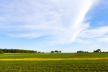 英亩树图片-英亩树素材-英亩树插画-摄图新视界