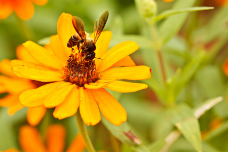 蜜蜂和百日草花