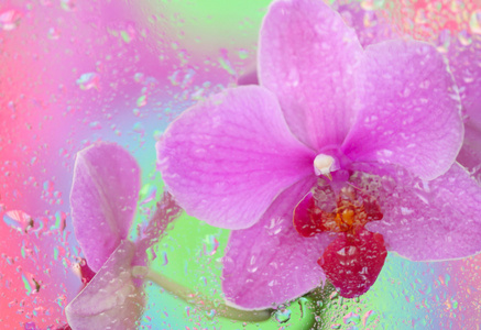 粉色兰花下淋湿的玻璃