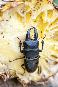 黑色鹿角甲虫
