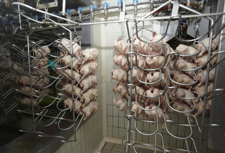 家禽加工肉类食品工业