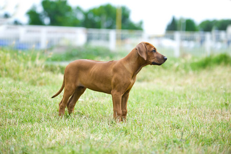 美丽的狗小狗罗得西亚 ridgeback 户外