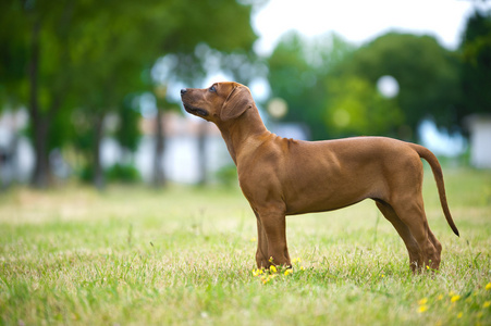 美丽的狗小狗罗得西亚 ridgeback 户外