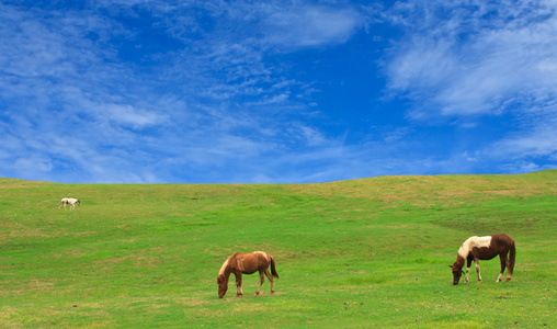 在农场和蓝色的天空中吃草的马