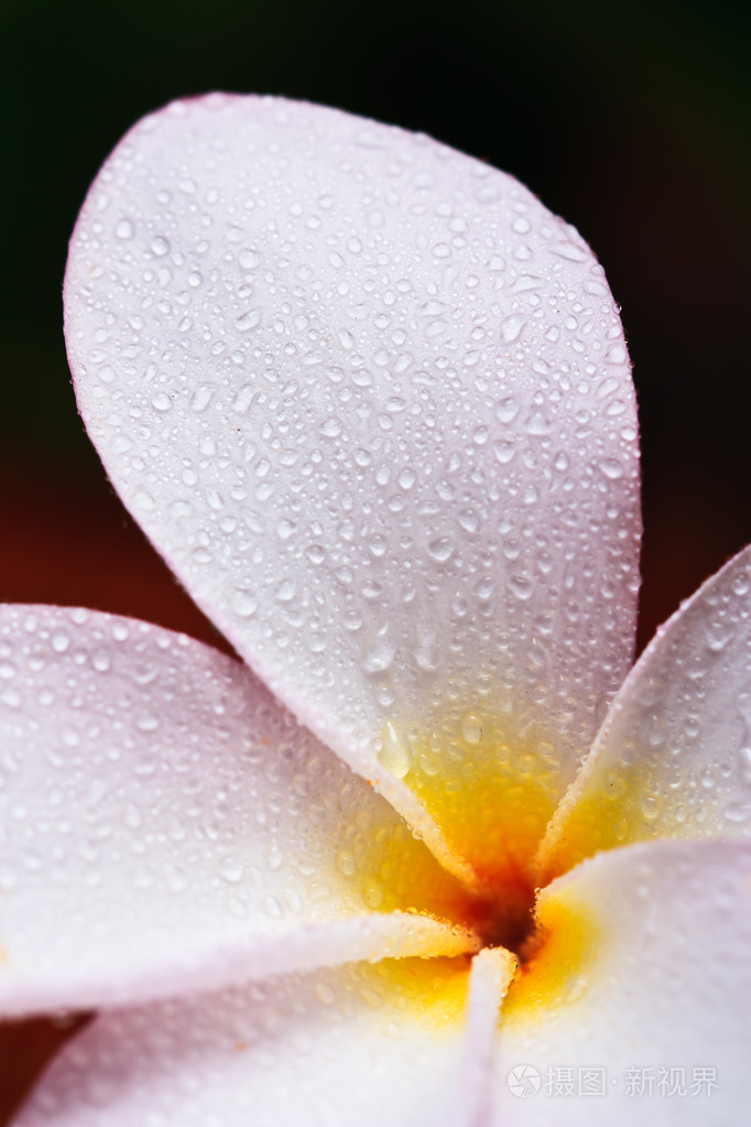 鸡蛋花热带花卉上滴水