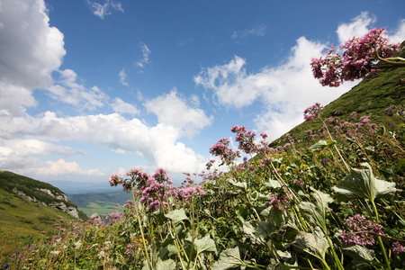 在高山花卉