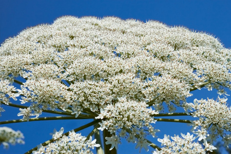 巨型 hogweed 开花