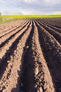 土豆的耕的农业领域
