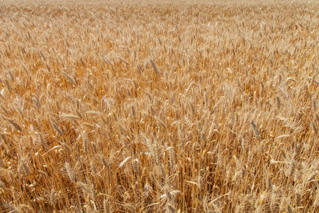 耳朵成熟的小麦