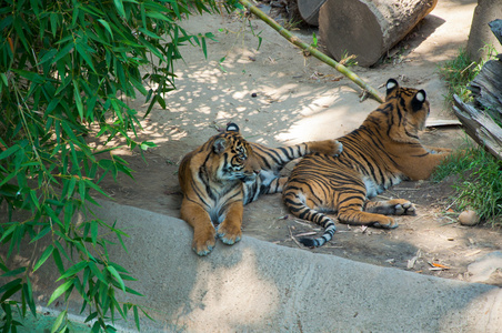 两个皇家孟加拉虎在洛杉矶动物园