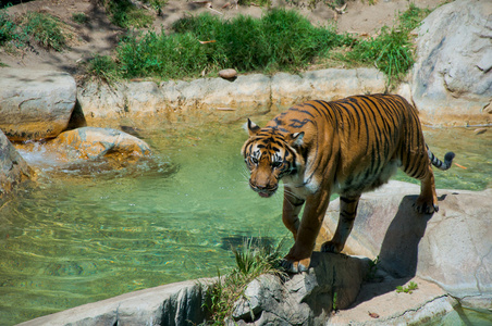 在洛杉矶动物园的皇家孟加拉虎。