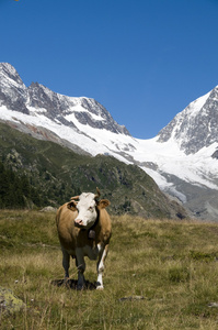 在瑞士山区的牛