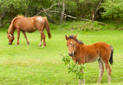 野生大马小马图片