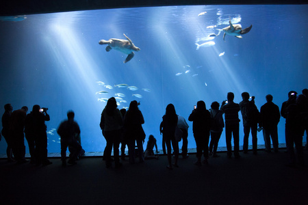 看着在水族馆果冻鱼