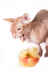 苹果与猫