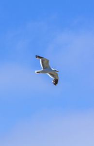 在蓝色的天空中飞翔的海鸥