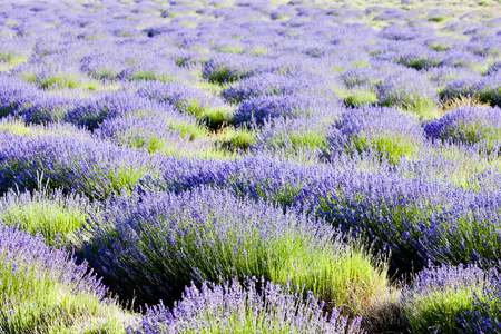 高原 de valensole，普罗旺斯，法国薰衣草田地