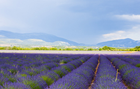 高原 de valensole，普罗旺斯，法国薰衣草田地