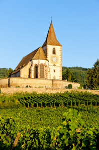 教会与葡萄园 hunawihr 阿尔萨斯 法国