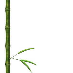 竹带叶子的分支