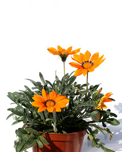 橙色园林花卉花盆