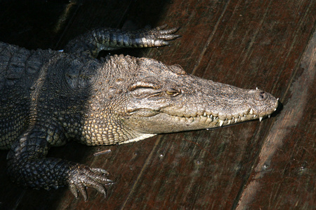 crocodille萨湖，柬埔寨