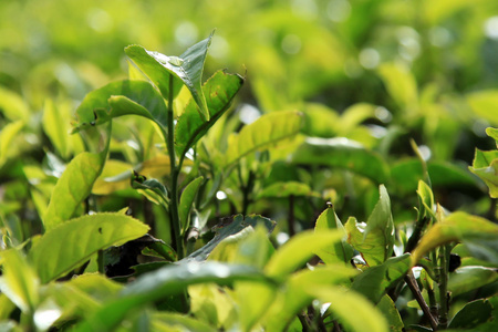 茶叶种植园马来西亚