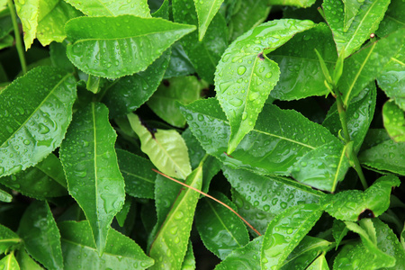 茶叶种植园马来西亚